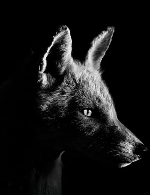 Sohn Fine Art announces Kamui, intimate portraits of wild animals by Anton Lyalin and Marco Ronconi